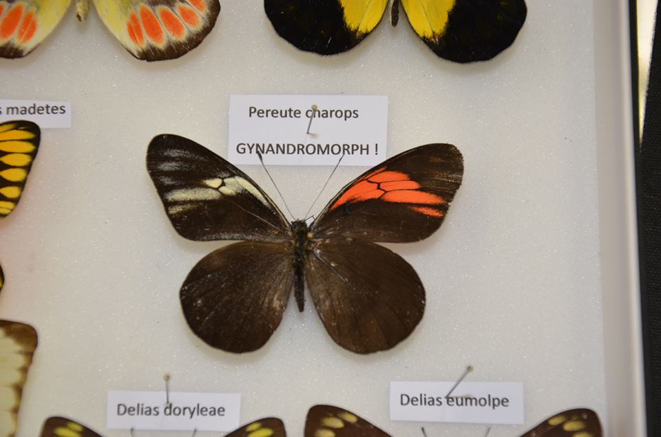 Pereute charops gynandromorph (FB) (Internet Image property of respective owner, non-commercial use only)